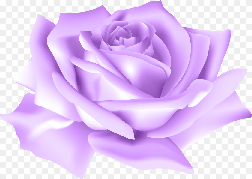 7885x5605 Purple Rose Flower Clip Art Image Gallery Yopriceville, Plant Transparent PNG