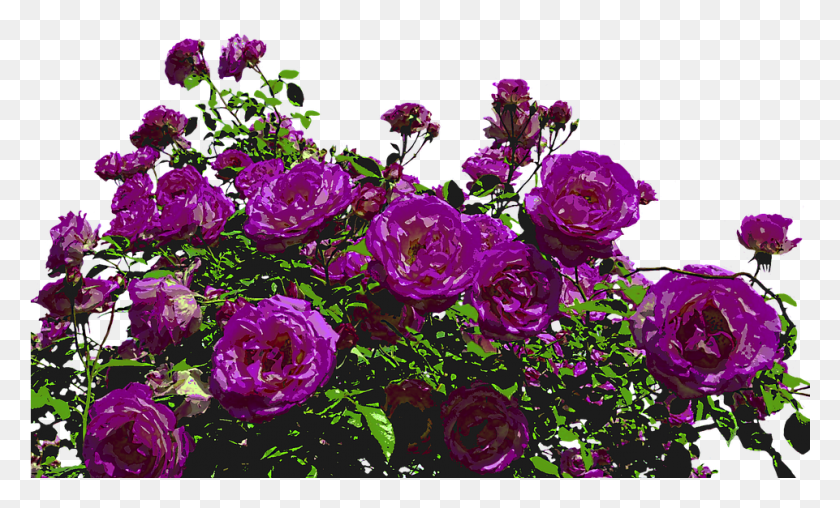 961x553 Descargar Png / Rosas Púrpura, Rosa, Flor, Planta Hd Png