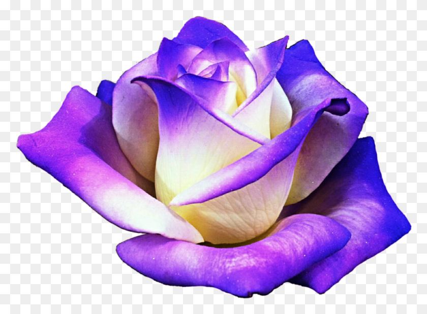 1006x722 Purple Sticker Purple Rose, Plant, Flower, Blossom HD PNG Download
