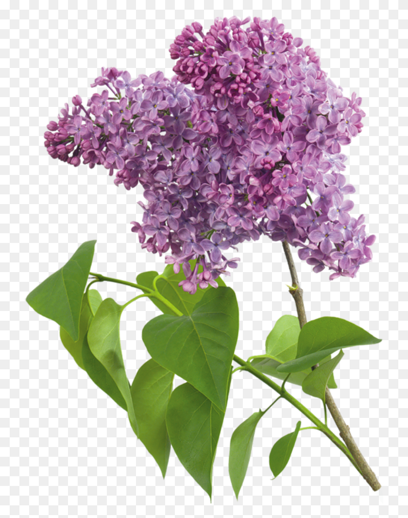 739x1006 Purple Transparent Lilac Clipart Lilacs Transparent, Plant, Flower, Blossom HD PNG Download
