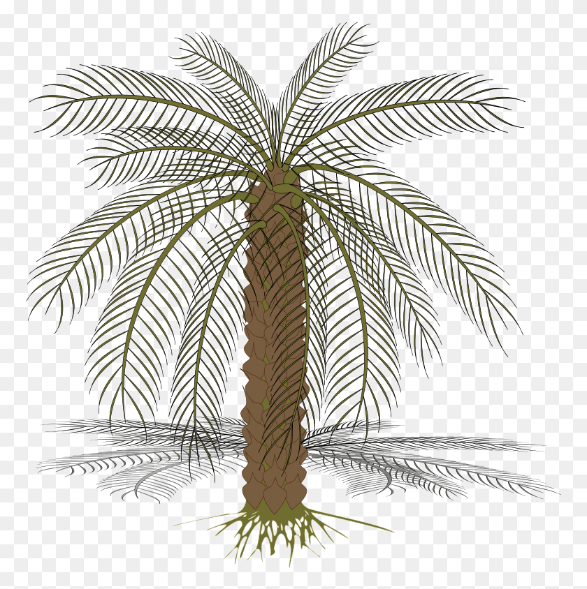 767x784 Descargar Png Purpurata Free Palm 02 Vector Pohon Kurma, Planta, Palmera Hd Png