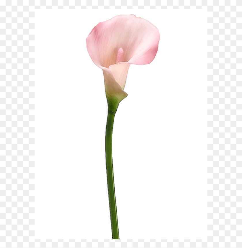 601x801 Pvc Calla Lily Stem Arum, Plant, Spoon, Cutlery HD PNG Download