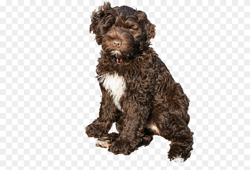 465x572 Pwd Foundation Inc Brown Portuguese Water Dog, Animal, Canine, Mammal, Pet Clipart PNG