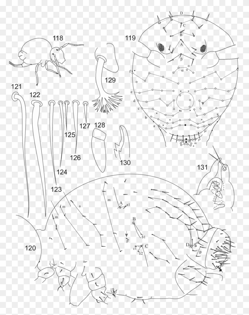 850x1095 Pygmarrhopalites Pseudoprincipalis Sp Line Art, Animal, Bird Hd Png
