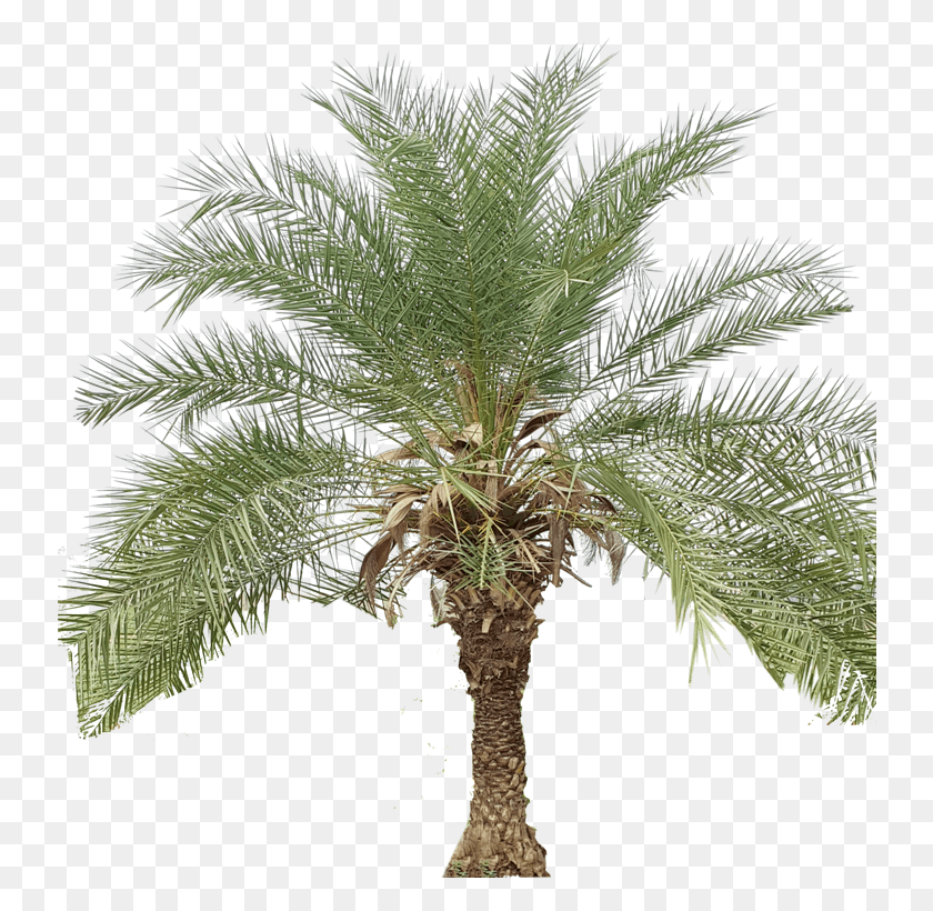 738x760 Png Финиковая Пальма, Дерево, Растение, Пальма Hd Png Скачать