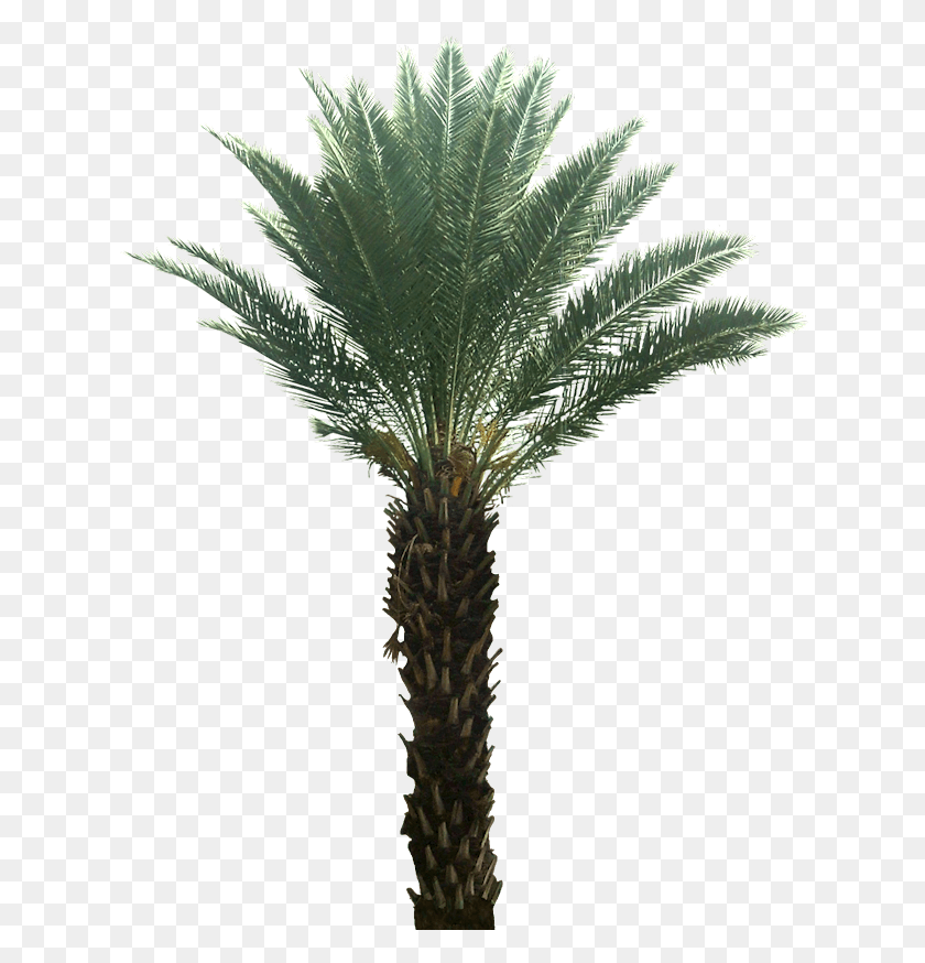 628x814 Pygmy Date Palm Yuccabe Planters, Tree, Plant, Palm Tree HD PNG Download