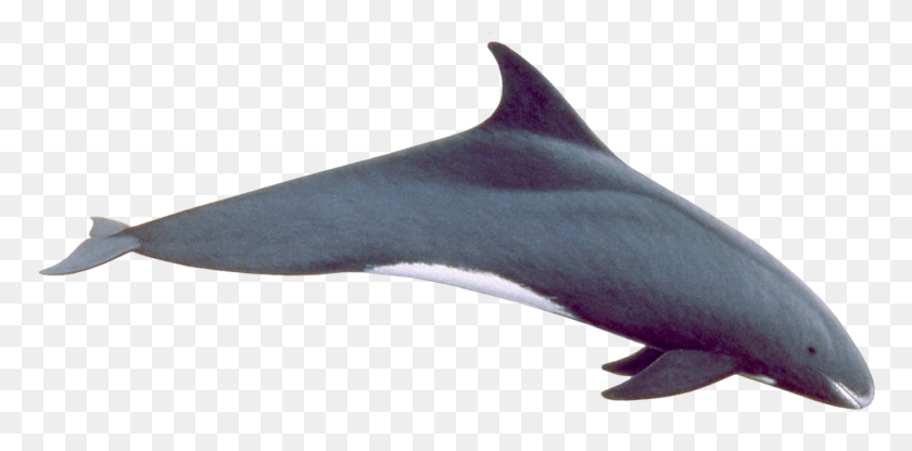 1378x630 Pygmy Killer Whale, Dolphin, Mammal, Sea Life HD PNG Download