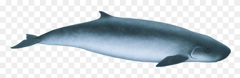 1326x365 Pygmy Sperm Whale, Mammal, Animal, Sea Life HD PNG Download