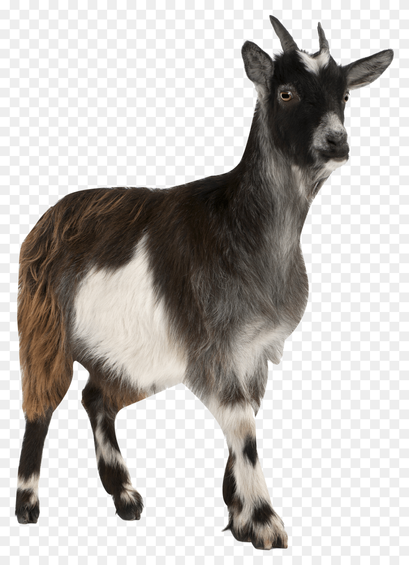 1724x2431 Pygmy Toggenburg Russian Stock Photography Mountain Geit Afbeelding, Mammal, Animal, Antelope HD PNG Download