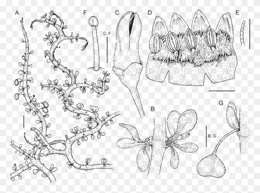 799x579 Pyrostria Serpentina Lantz Klack Drawing, Text, Floral Design, Pattern HD PNG Download