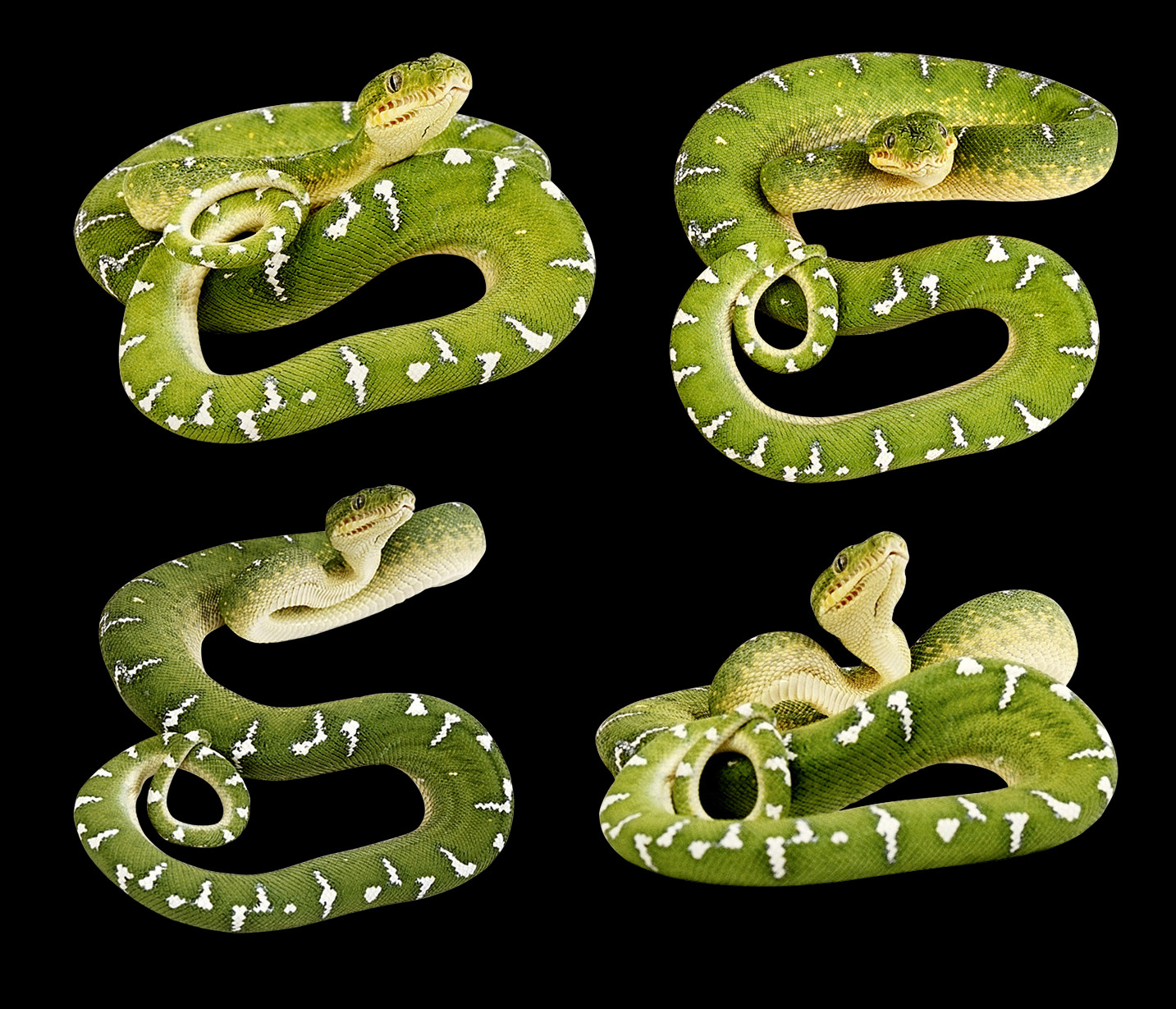 1433x1229 Pitón, Reptil, Animal, Serpiente Hd Png