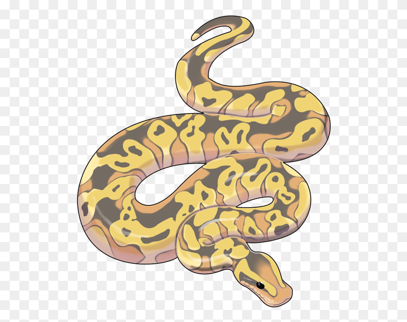 526x605 Python Snake Art, Animal, Reptile, Rock Python HD PNG Download