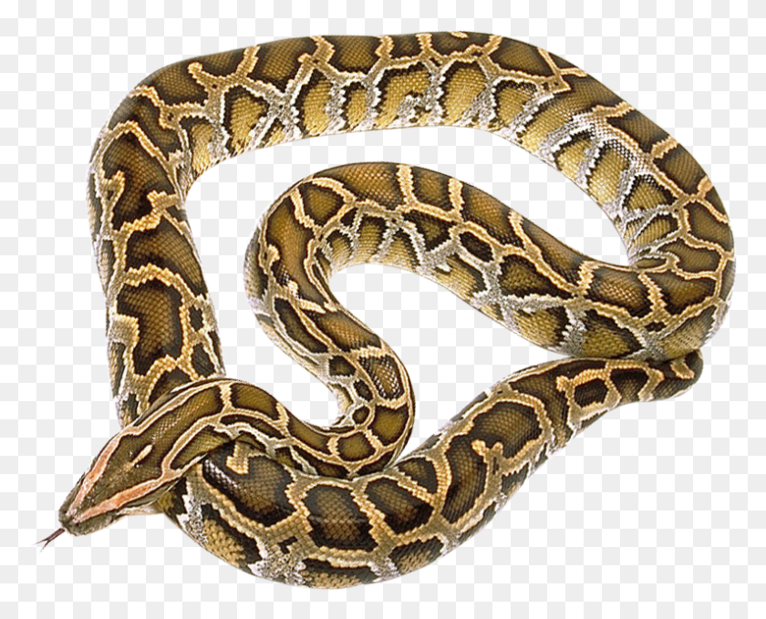 793x630 Python Snake King Cobra Anaconda Reptiles Clip Snake Python, Reptile, Animal, Rock Python HD PNG Download