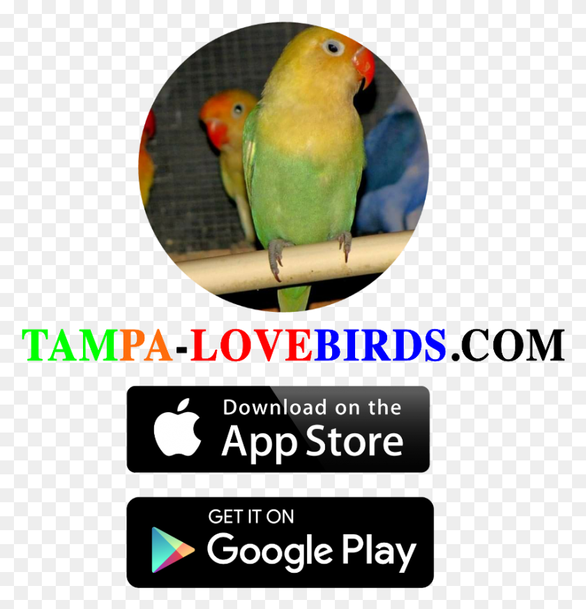 850x887 Qr-Код Для Магазина Приложений И Google Play Доступен В Магазине Приложений, Птица, Животное, Попугай Png Скачать