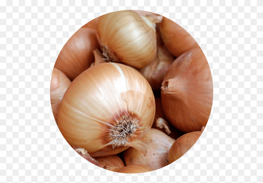 524x523 Qu Variedad Cultivar Yellow Spanish Sweet Onion, Plant, Shallot, Vegetable HD PNG Download