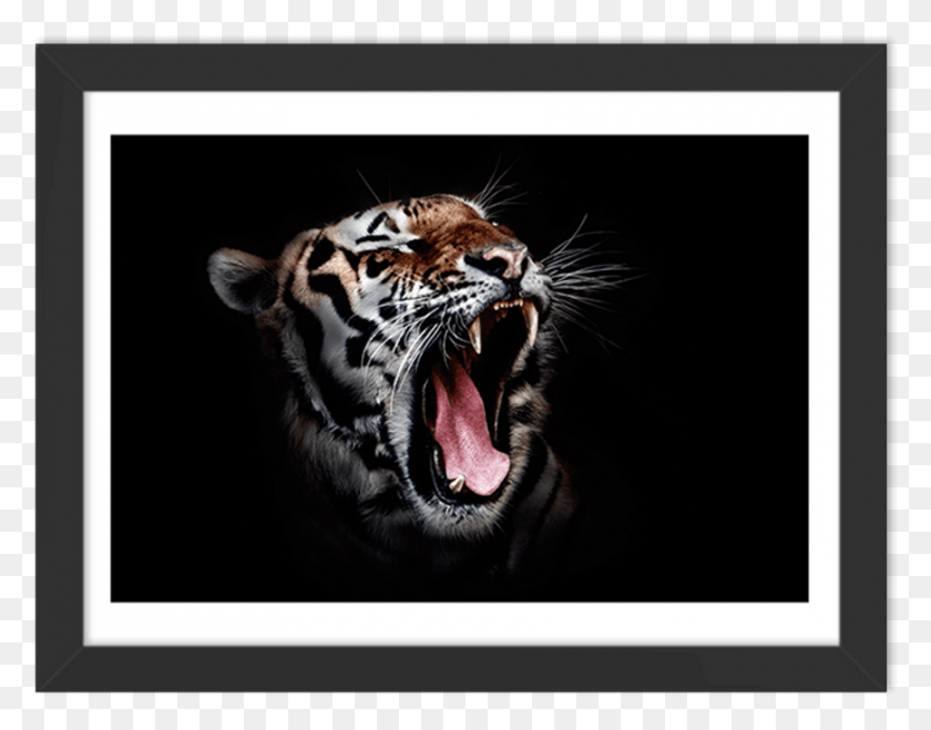 870x669 Quadro Tigre Tiger Image Full, Wildlife, Mammal, Animal HD PNG Download