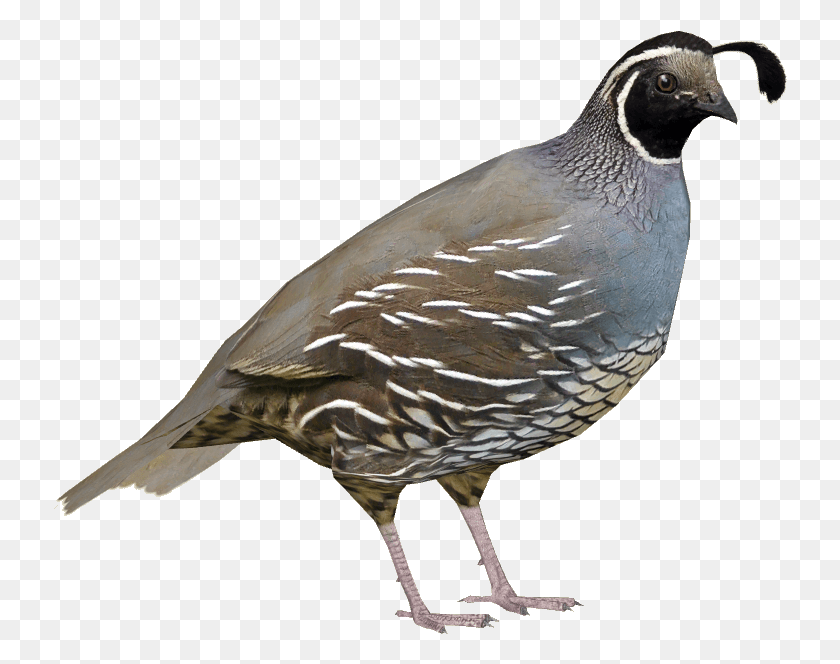 734x604 Quail Images Zoo Tycoon 2 Rock Partridge, Bird, Animal, Waterfowl HD PNG Download