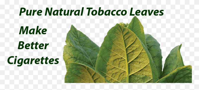 917x382 Quality Cigarettes For Sell Online Amp Others Collard Greens, Leaf, Plant, Veins HD PNG Download