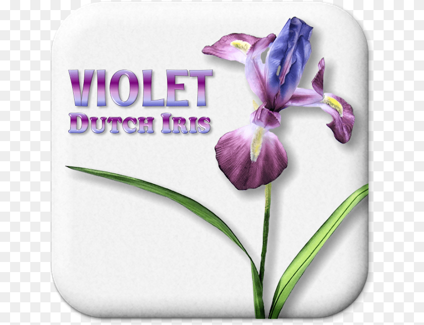 644x645 Quantity Orris Root, Flower, Iris, Plant, Purple PNG
