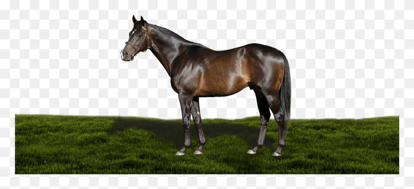 1921x801 Querari Stallion, Horse, Mammal, Animal HD PNG Download