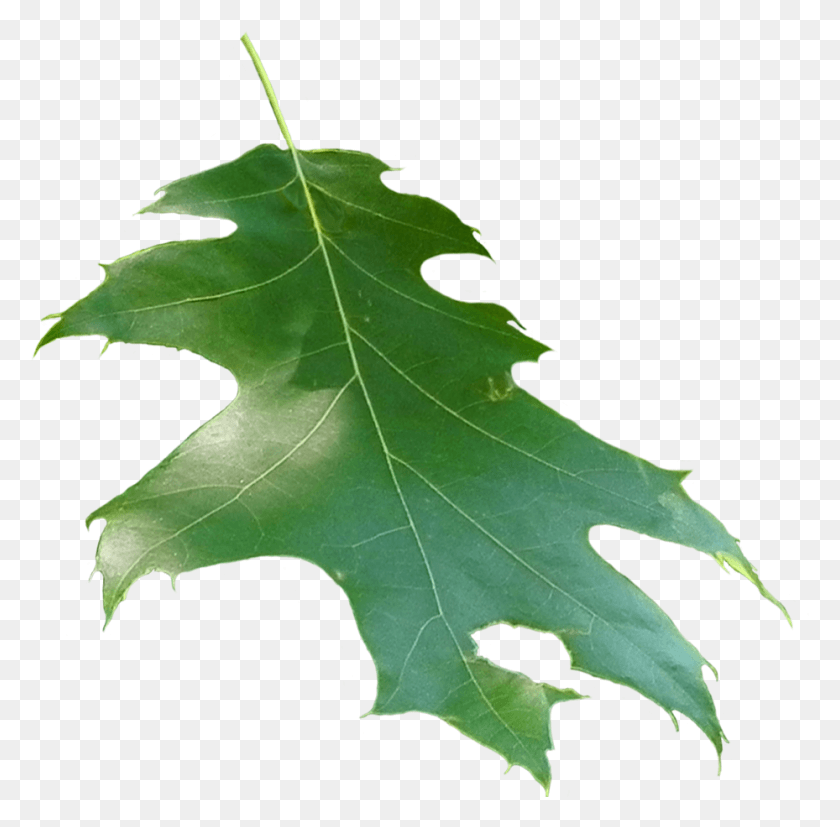 929x914 Quercus Rubra Leaf Кленовый Лист, Растение, Дерево, Клен Hd Png Скачать