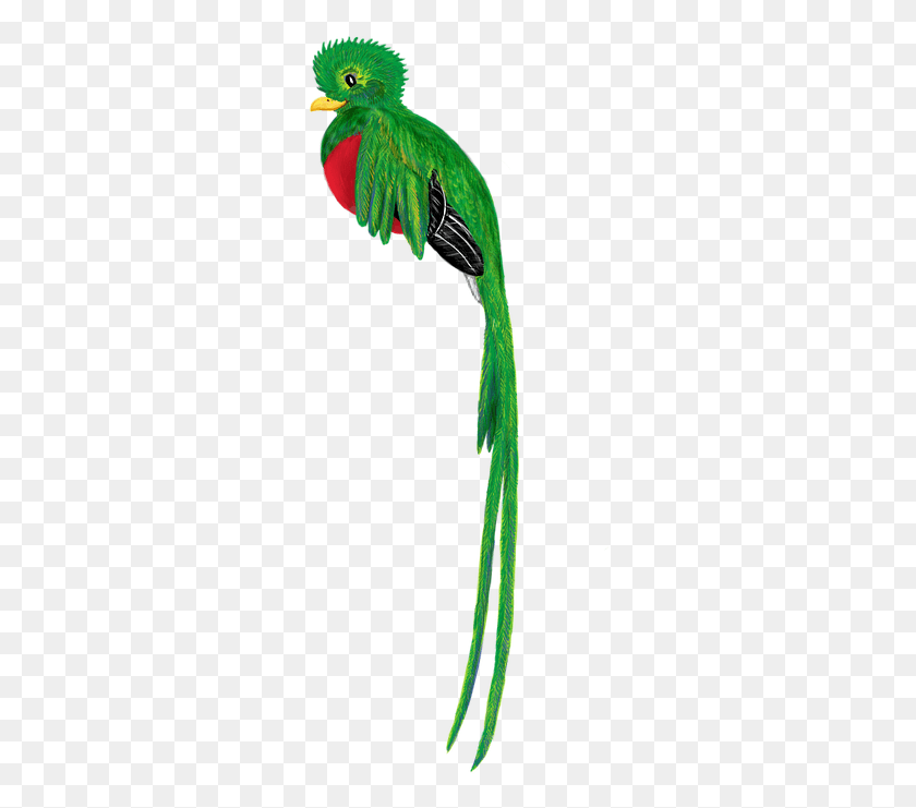 277x681 Кетсаль Птица Животное Милый Рисунок Тропический Лес Эль Кетсаль Де Гватемала, Павлин Png Скачать