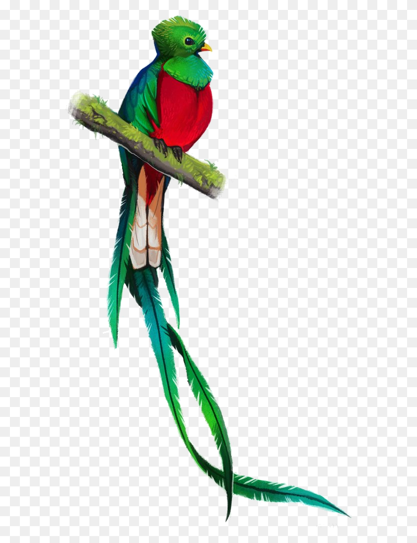 579x1034 Descargar Png Quetzal Simbolos Patrios De Guatemala Quetzal, Parrot, Bird, Animal Hd Png