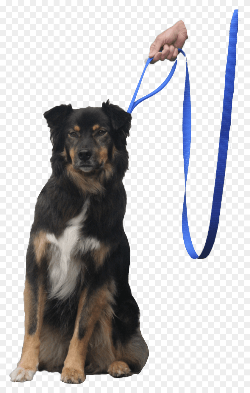 986x1592 Quick Halt Leash Dog Bebopusa Pet Leashes Companion Dog, Strap, Canine, Animal Descargar Hd Png