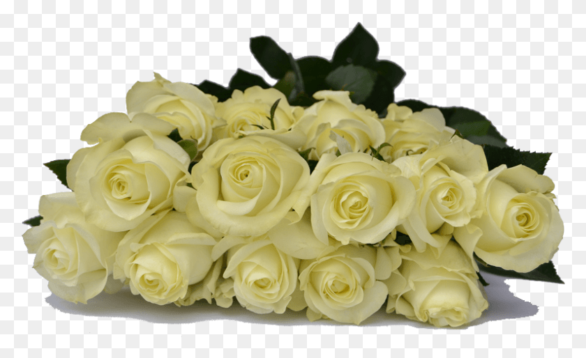 794x463 Quick View White Rose Bunch, Plant, Rose, Flower HD PNG Download