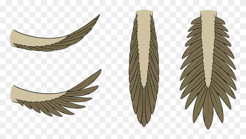 828x442 Quill Tail Illustration, Leaf, Plant, Bird HD PNG Download