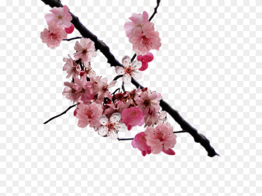 Quilling Cherry Blossom, Flower, Plant, Cherry Blossom, Petal Transparent PNG