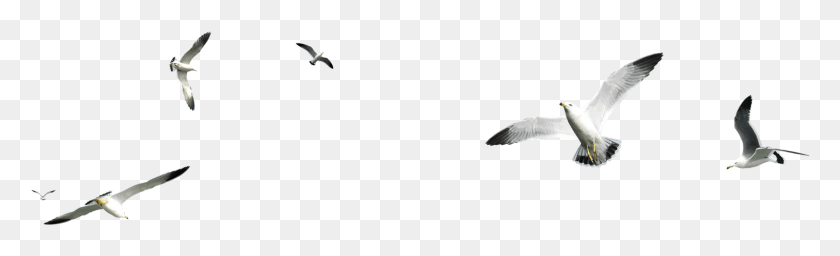 1511x380 Quizs Tambin Le Interese Bird, Animal, Flying, Finch HD PNG Download
