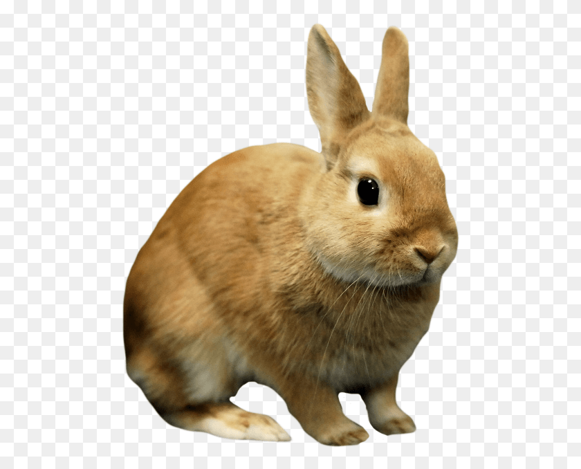 491x618 Rabbit Bunny Image Background Rabbit Transparent, Mammal, Animal, Rodent HD PNG Download