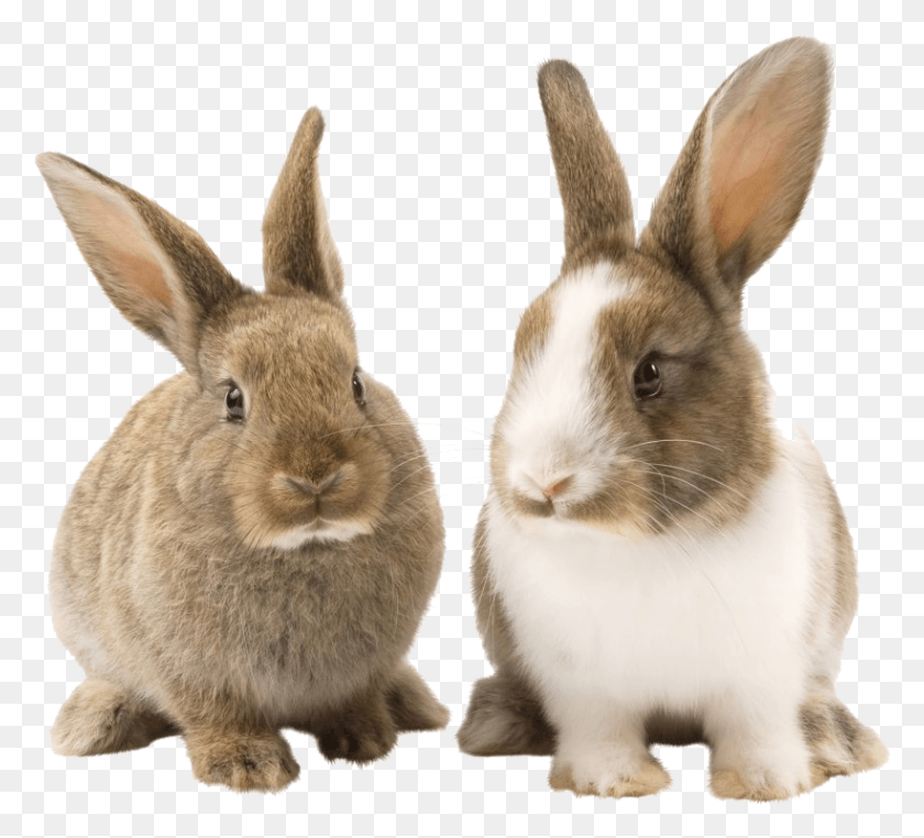 820x738 Rabbit Bunny Picture Transparent Background Bunnies, Kangaroo, Mammal, Animal HD PNG Download