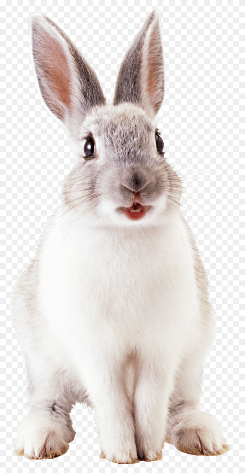 1239x2477 Rabbit Bunny Rabbit Animals For Kids Cute Animals Rabbit, Cat, Pet, Mammal HD PNG Download