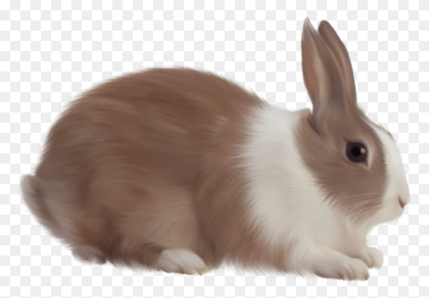 1431x961 Rabbit Image, Rodent, Mammal, Animal HD PNG Download