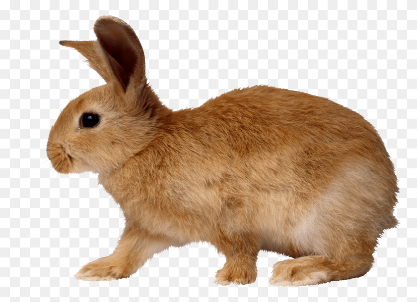 3317x2341 Rabbit Image Rabbit HD PNG Download