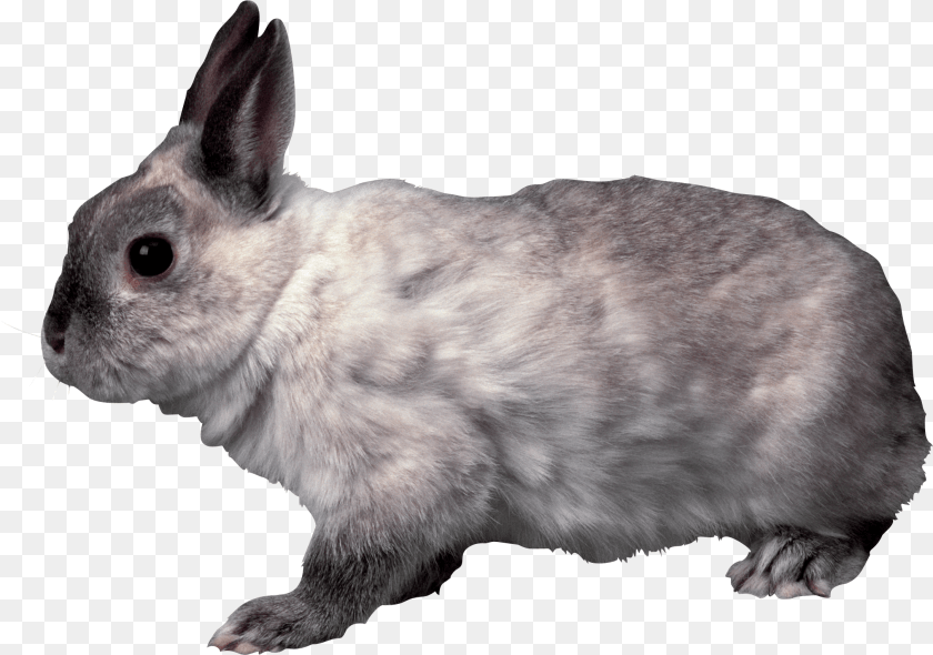 2174x1527 Rabbit Rabbit School Projects Bunnies Clip Rabbit Transparent, Animal, Mammal, Rat, Rodent Clipart PNG