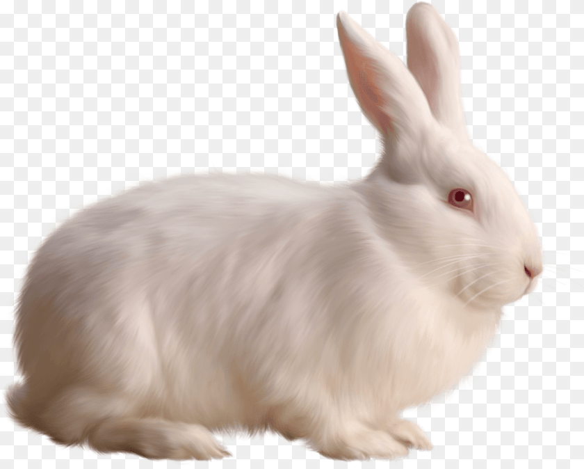 1462x1173 Rabbit Single White, Animal, Mammal, Rat, Rodent PNG