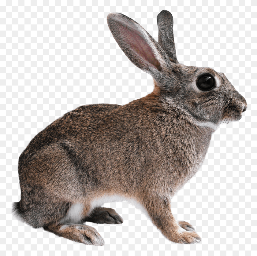 1232x1229 Rabbit Transparent Image, Rodent, Mammal, Animal HD PNG Download