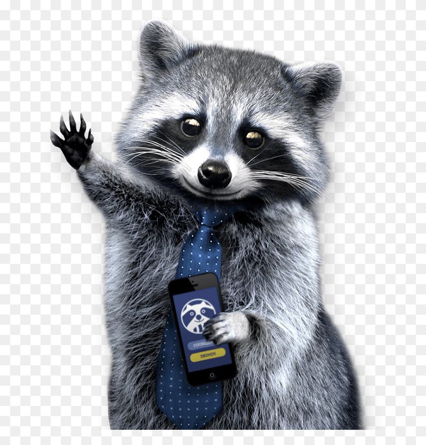 682x817 Raccoon, Mammal, Animal, Mobile Phone HD PNG Download