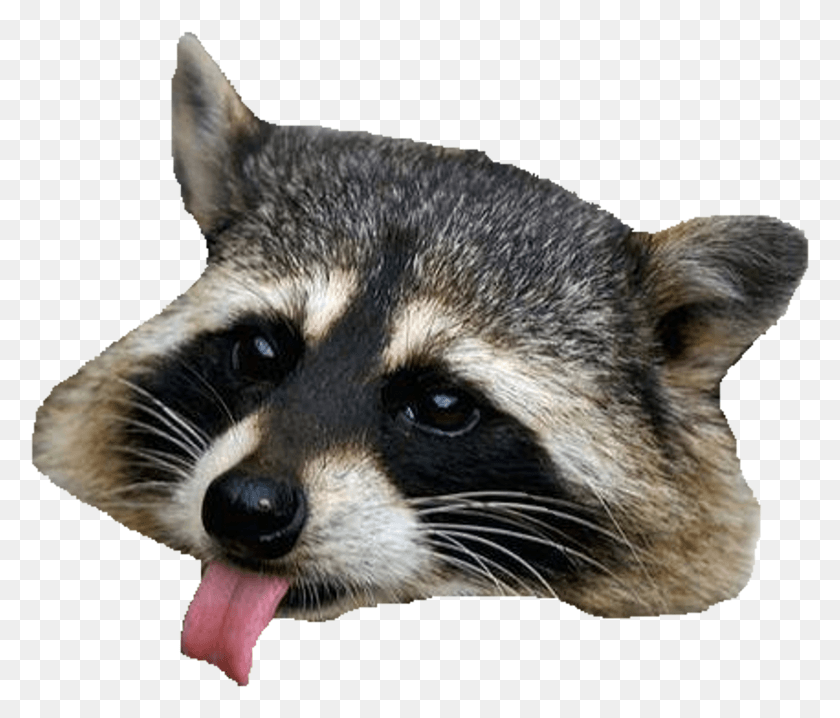 1843x1557 Raccoon Clipart Image Raccoon, Mammal, Animal, Rat HD PNG Download