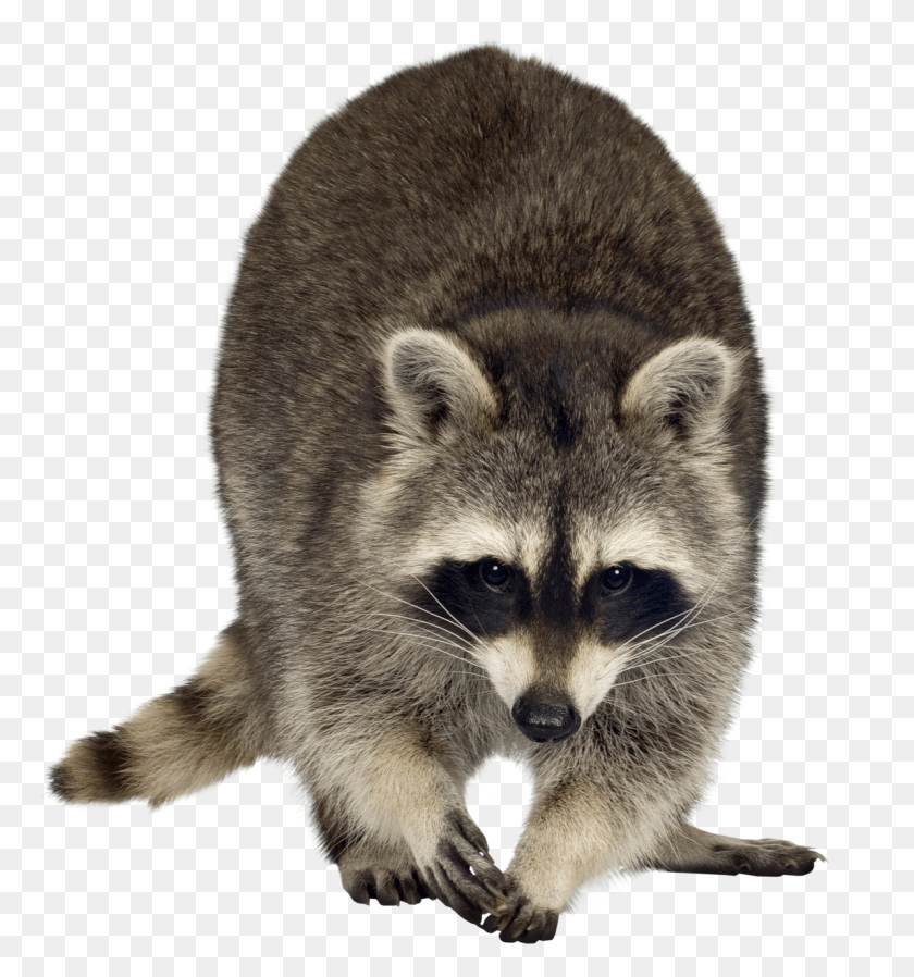 1192x1281 Raccoon Free Raton Laveur, Mammal, Animal, Dog HD PNG Download