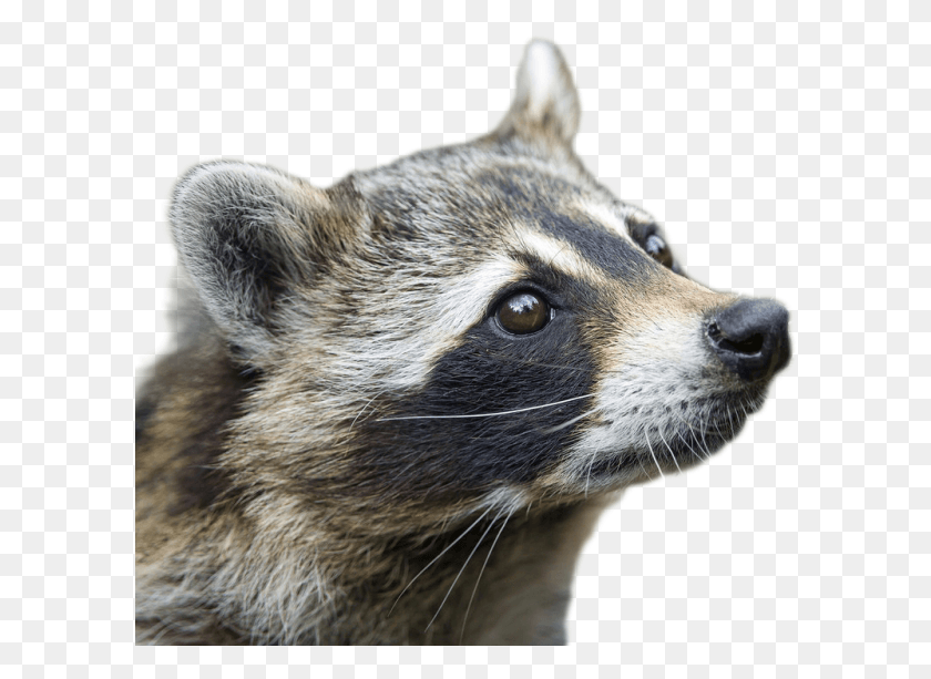 598x553 Raccoon Image Raccoon Side Profile, Mammal, Animal, Dog HD PNG Download