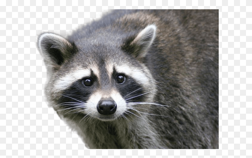 619x468 Raccoon Image Zombie Coon Robert Coggeshall, Mammal, Animal, Cat HD PNG Download