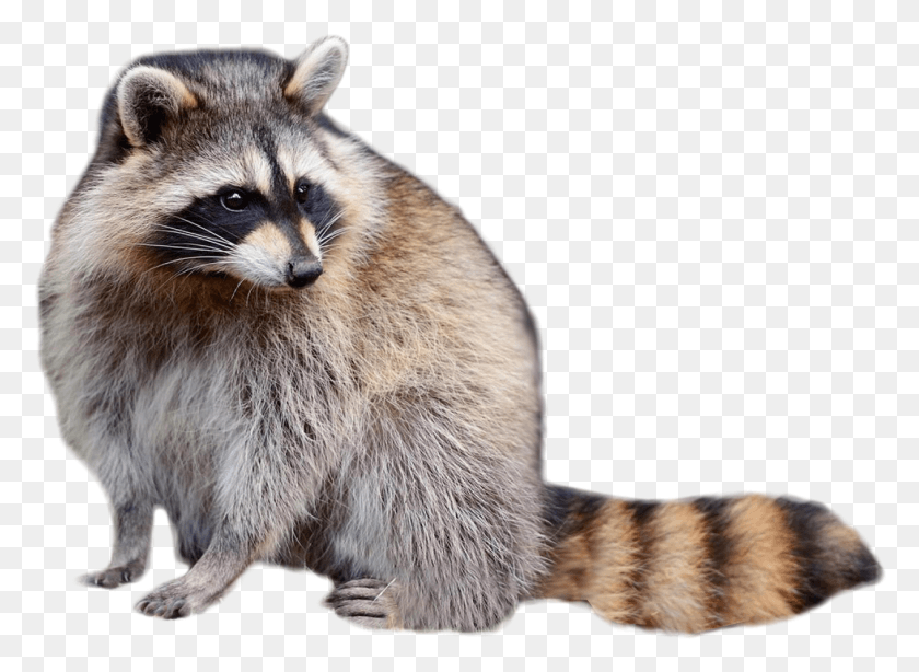 1262x897 Raccoon Picture Raccoon, Mammal, Animal, Cat HD PNG Download