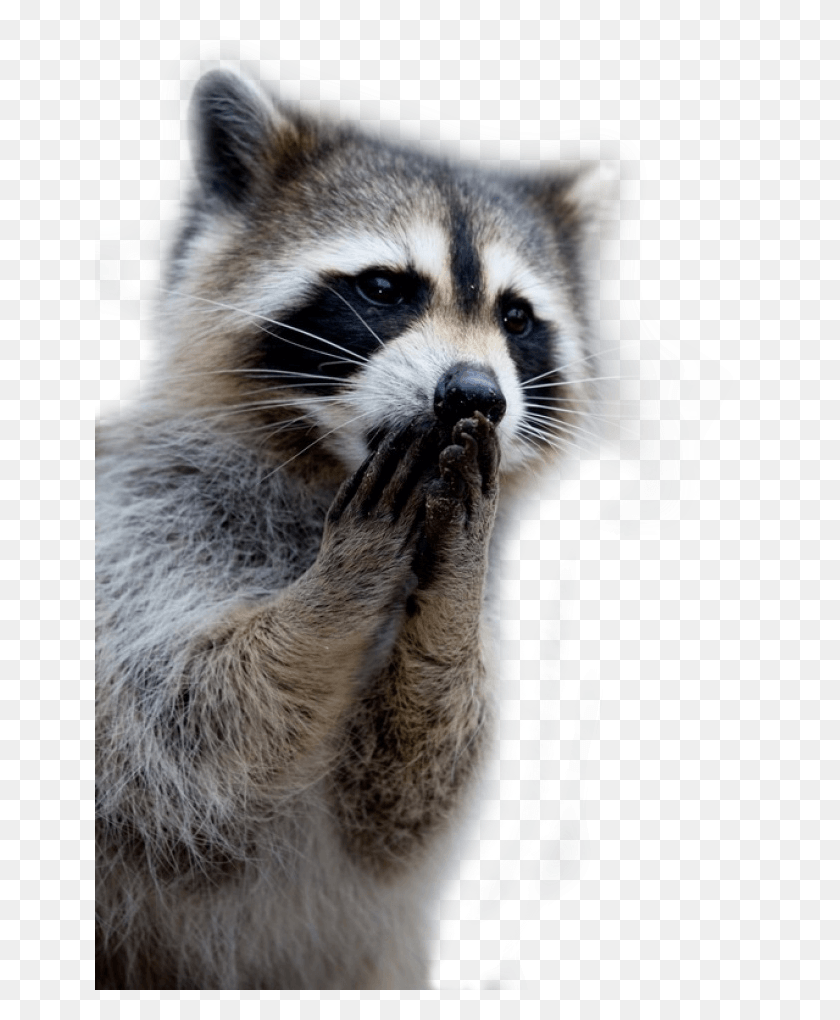 651x960 Raccoon Raccoon Praying, Mammal, Animal, Cat HD PNG Download
