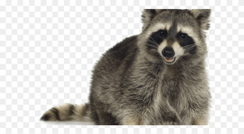 660x401 Raccoons Knox Pest Control Transparent Background Raccoons Without Background, Mammal, Animal, Raccoon HD PNG Download