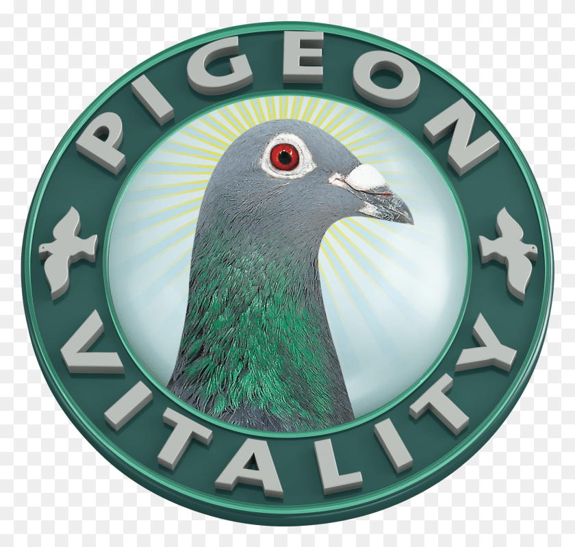 1518x1439 Racing Pigeon, Bird, Animal, Logo HD PNG Download