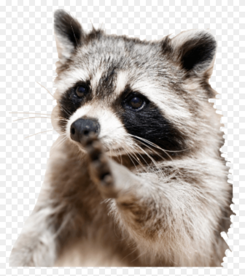 1025x1163 Racoon Sticker Jette Moi Aux Loups Je Deviendrai Chef, Mammal, Animal, Raccoon HD PNG Download